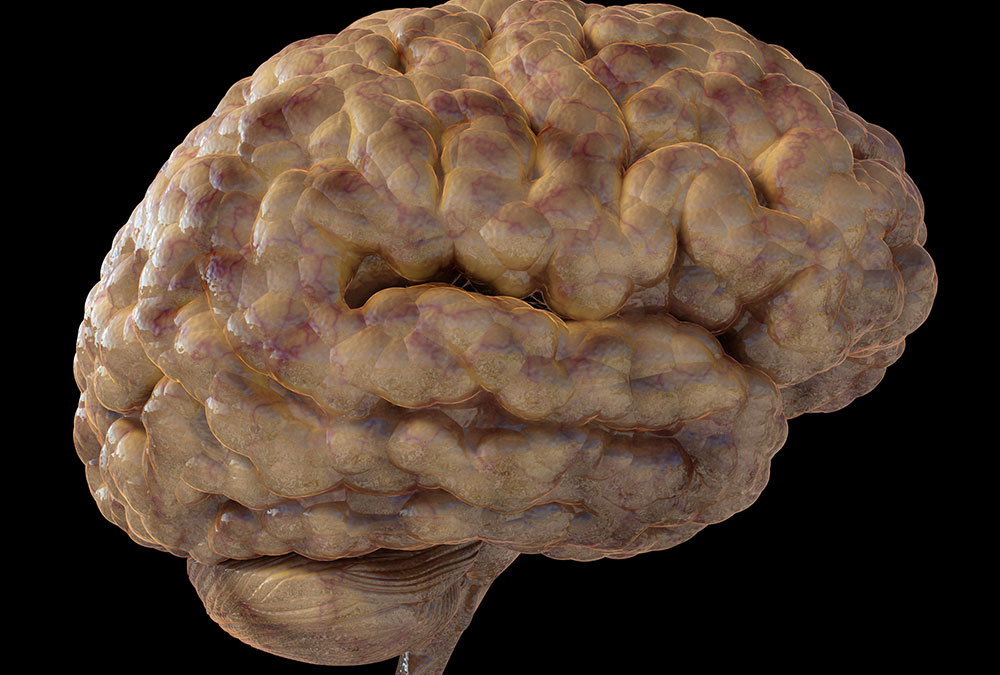 Alcohol Can Cause Changes in Brain Structure