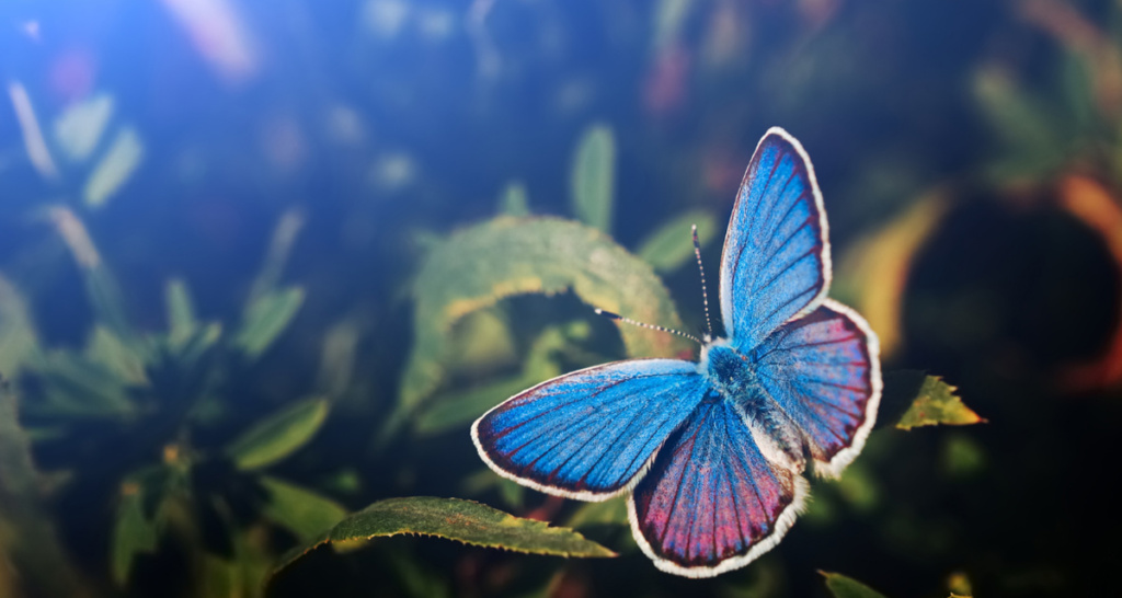 Butterflies and Addiction Recovery